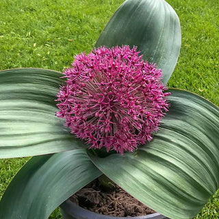 Red Giant Allium