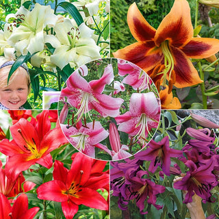 Summer Stunner Lily Tree Collection