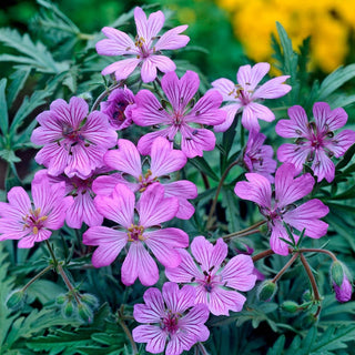 Geranium Tuberosum