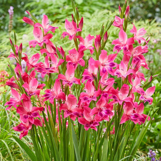 Volcano Gladiolus Hardy