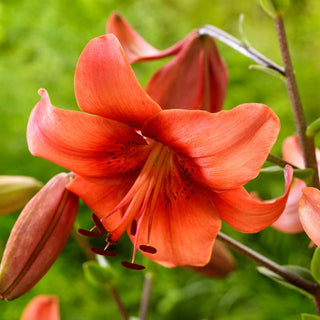 Pearl Loraine Trumpet Lily