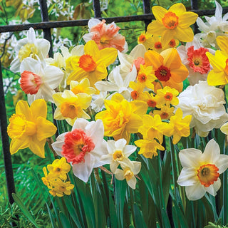 Seasons Best Daffodil Mixture