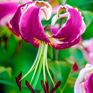 Black Beauty Turks Cap Lily