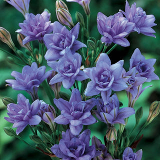 Aquarius Triteleia