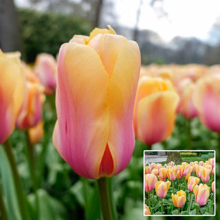 Blushing Impression Tulip