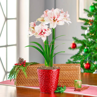 Jumbo Elvas Amaryllis In Red Pot Stake