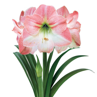 Amaryllis Apple Blossom