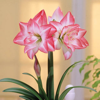 Amaryllis Blossom Peacock