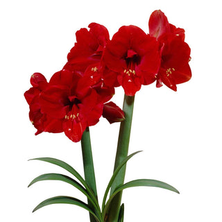 Ferrari Amaryllis