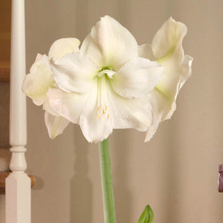 Amaryllis Mont Blanc