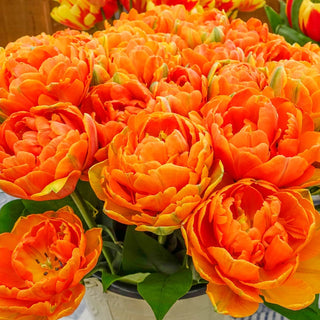 Orange Princess Tulip