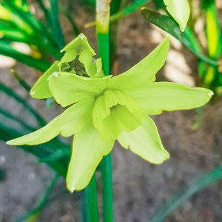 Polar Hunter Daffodil