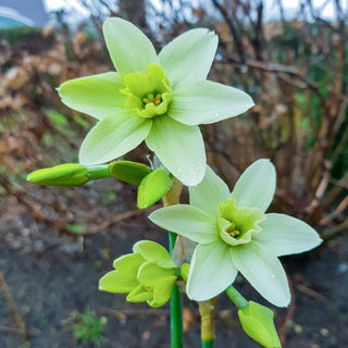 Polar Hunter Daffodil