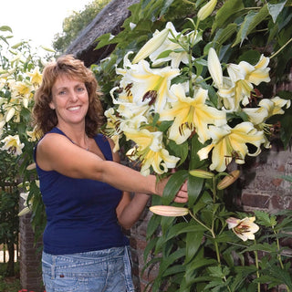 Belcastro Lily Tree