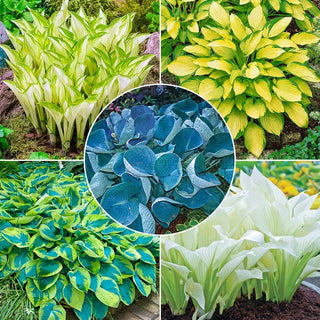 Many Shades Of Hosta Collection