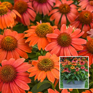 Lakota Red Coneflower