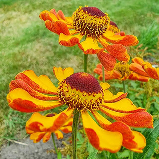 Waltraut Helenium