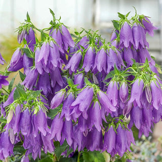 Sarastro Campanula