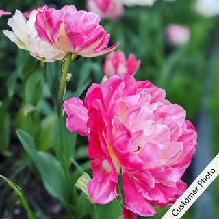 Apricot Cobbler Tulip Mixture