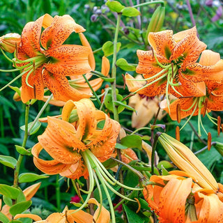 Henryi Turks Cap Lily