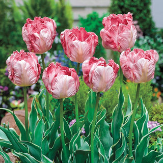 Silver Parrot Tulip