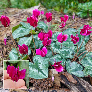 Ruby Glow Hardy Fall Blooming Cyclamen