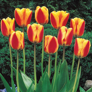 Halleys Comet Jumbo Perennial Tulip