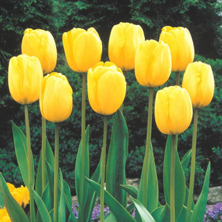 Sun Gold Jumbo Perennial Tulip