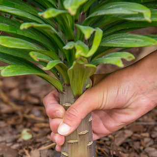 Lily Tree Mixture