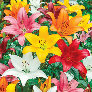 Asiatic Lily Mixture Super Sak