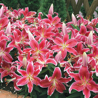 Oriental Carpet Border Lily Starlight Magic