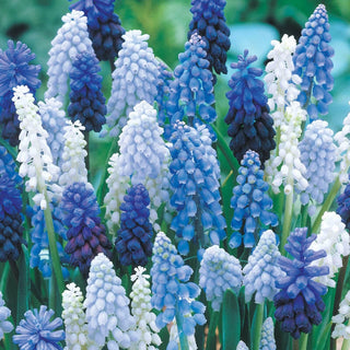 Grape Hyacinth Mixtures