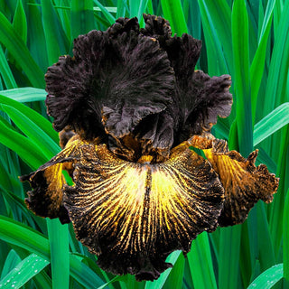 Sorbonne Bearded Iris