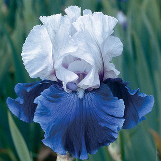 Mariposa Skies Iris