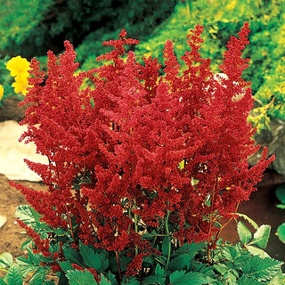 Deluxe Astilbe Collection