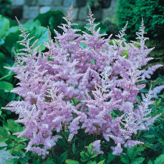 Deluxe Astilbe Collection