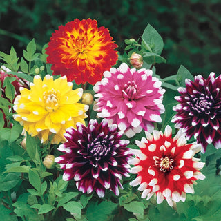 Bicolour Dinnerplate Dahlia Mixture