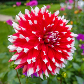 Duet Dahlia