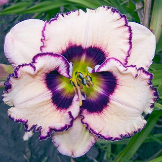 Frosty Elegance Daylily