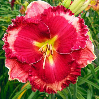 Giovanni Gabrieli Daylily