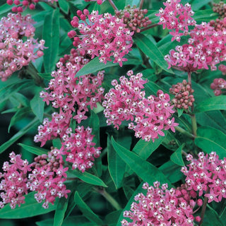 Cinderella Asclepias