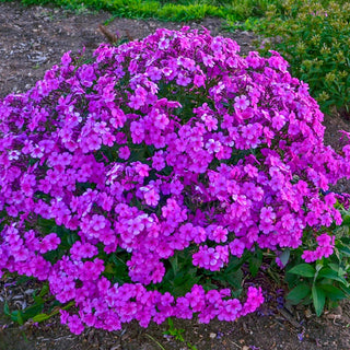 Cloudburst Phlox