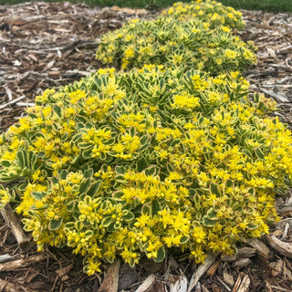 Boogie Woogie Sedum