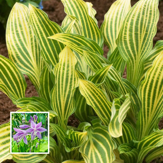 Siberian Tiger Hosta