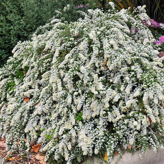 Bridal Veil Aster