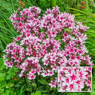 Palmyra Phlox