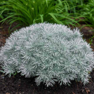 Silver Mound Artemisia