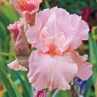 Magical Encounter Reblooming Bearded Iris