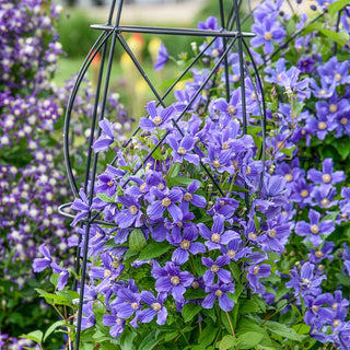 Rain Dance Clematis