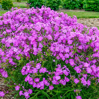 Opening Act Romance Reblooming Phlox